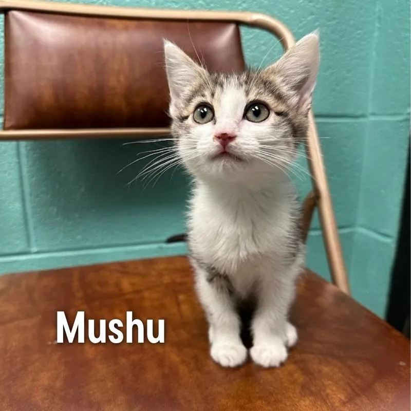 A baby small-sized female Domestic Short Hair cat named Mushu for adoption in Oak Ridge, TN