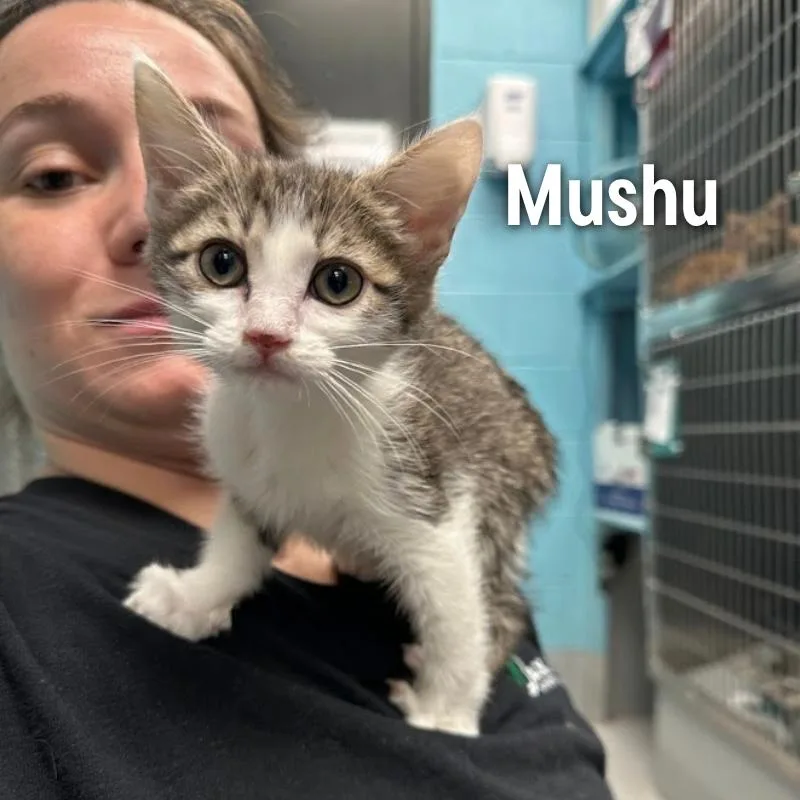 Mushu thumbnail 2