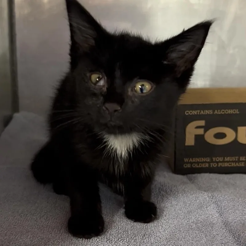 A baby medium-sized male Black Domestic Short Hair cat named Ortega for adoption in Indianapolis, IN