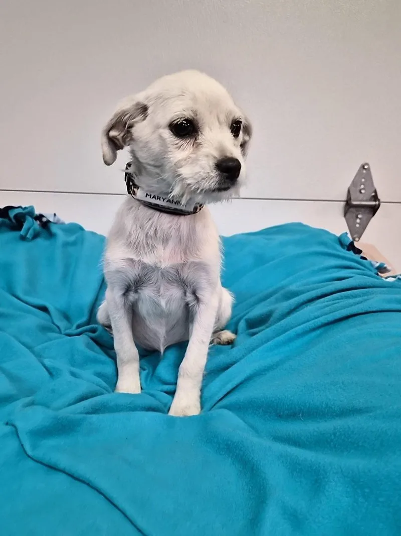 A baby medium-sized female Terrier dog named Maryanne for adoption in Hillside, IL
