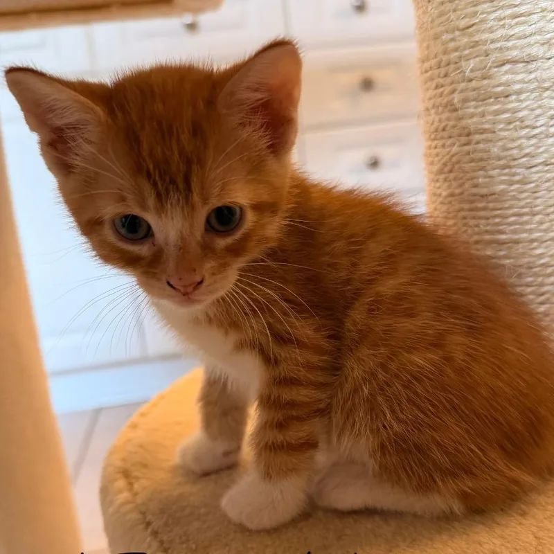 A baby small-sized male Orange / Red Domestic Short Hair cat named Bethel for adoption in Auburn, AL