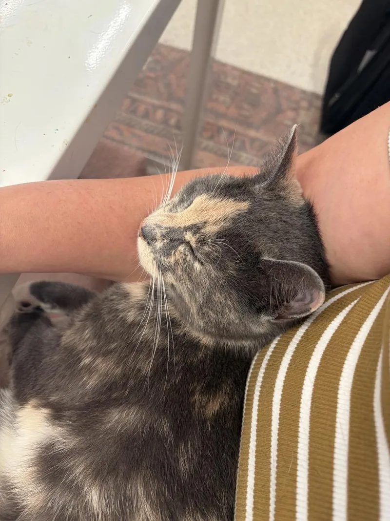 A young small-sized female Dilute Calico Domestic Short Hair cat named Gorgeous Gigi for adoption in Stamford, CT