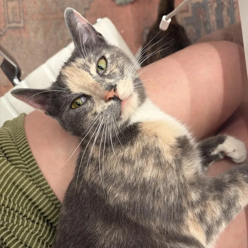 Gorgeous Gigi thumbnail 2