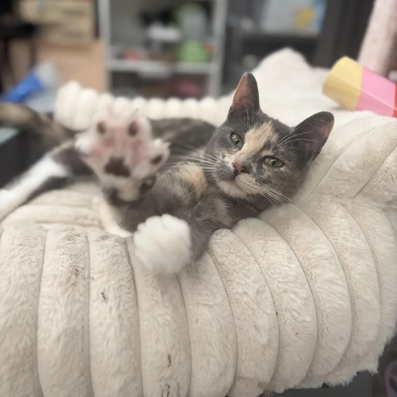 Gorgeous Gigi thumbnail 3
