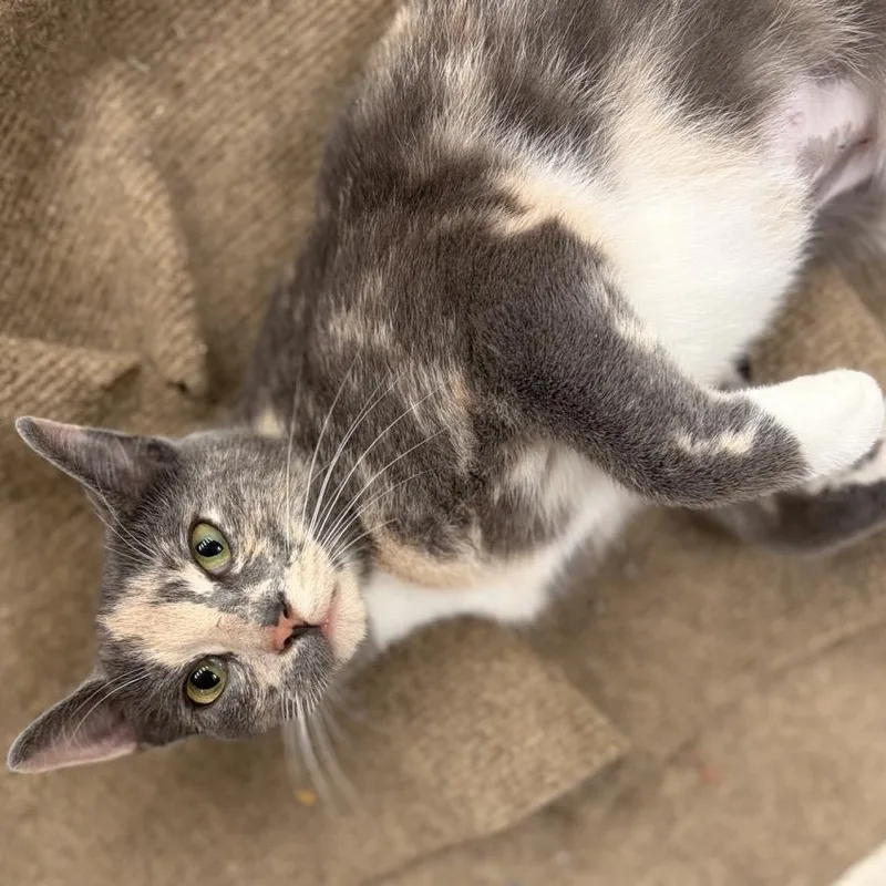 Gorgeous Gigi thumbnail 4