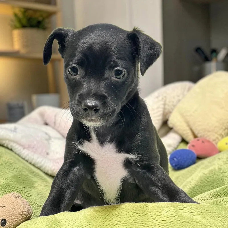 A baby medium-sized female Spaniel dog named Bloom Pup Petunia for adoption in San Diego, CA