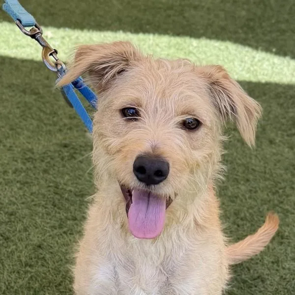 A young small-sized male Terrier dog named Pistol Pete for adoption in Walnut Creek, CA
