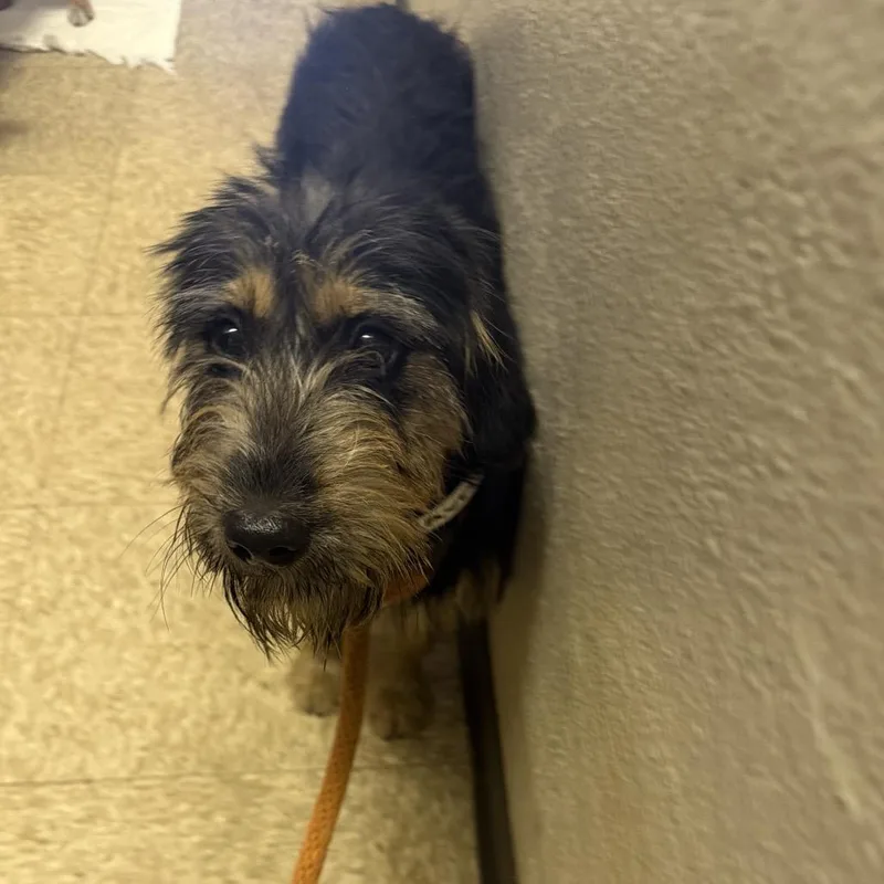 An adult small-sized female Terrier dog named Avril for adoption in Birmingham, AL