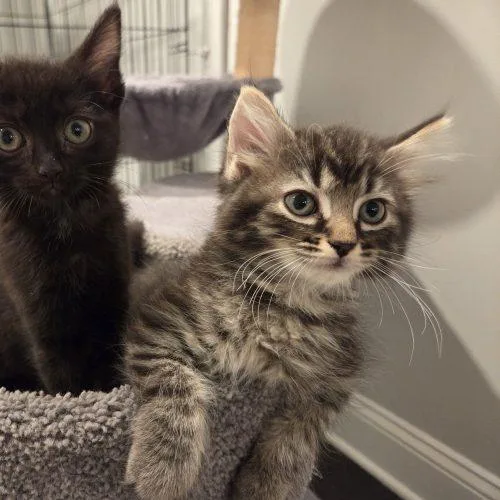 A baby small-sized male Tabby (Gray / Blue / Silver) Domestic Short Hair cat named Modena for adoption in Knoxville, TN