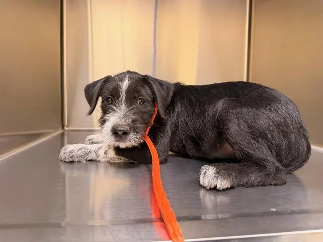 A baby small-sized male German Wirehaired Pointer dog named Trouble for adoption in Tustin, CA