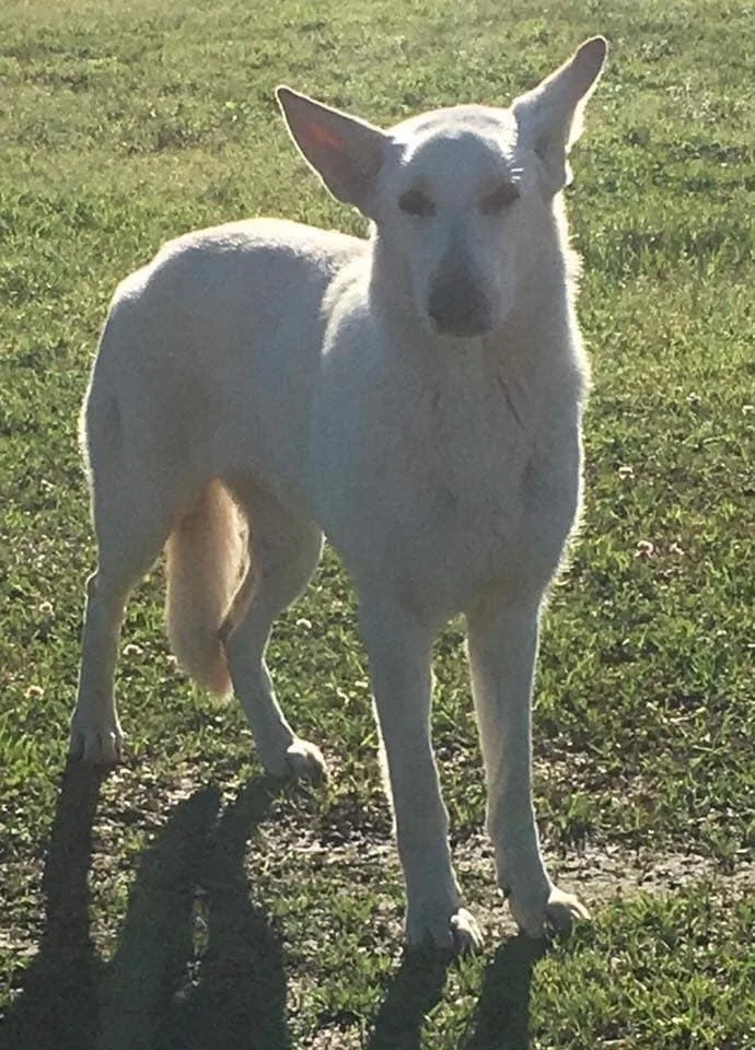 A young medium-sized female White / Cream German Shepherd Dog named Zoe for adoption in Sealy, TX