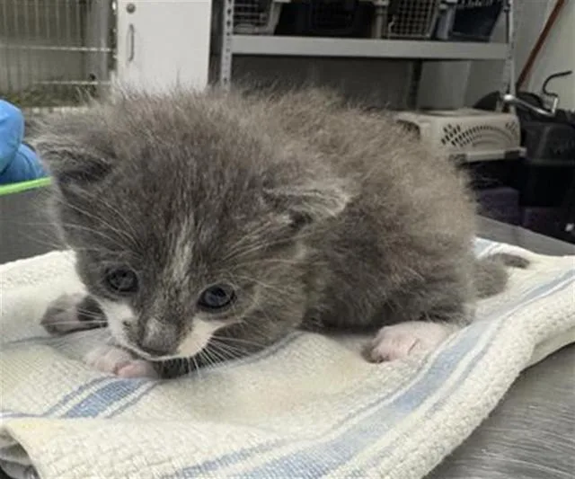 A baby small-sized male Domestic Short Hair cat named Heart for adoption in Camarillo, CA
