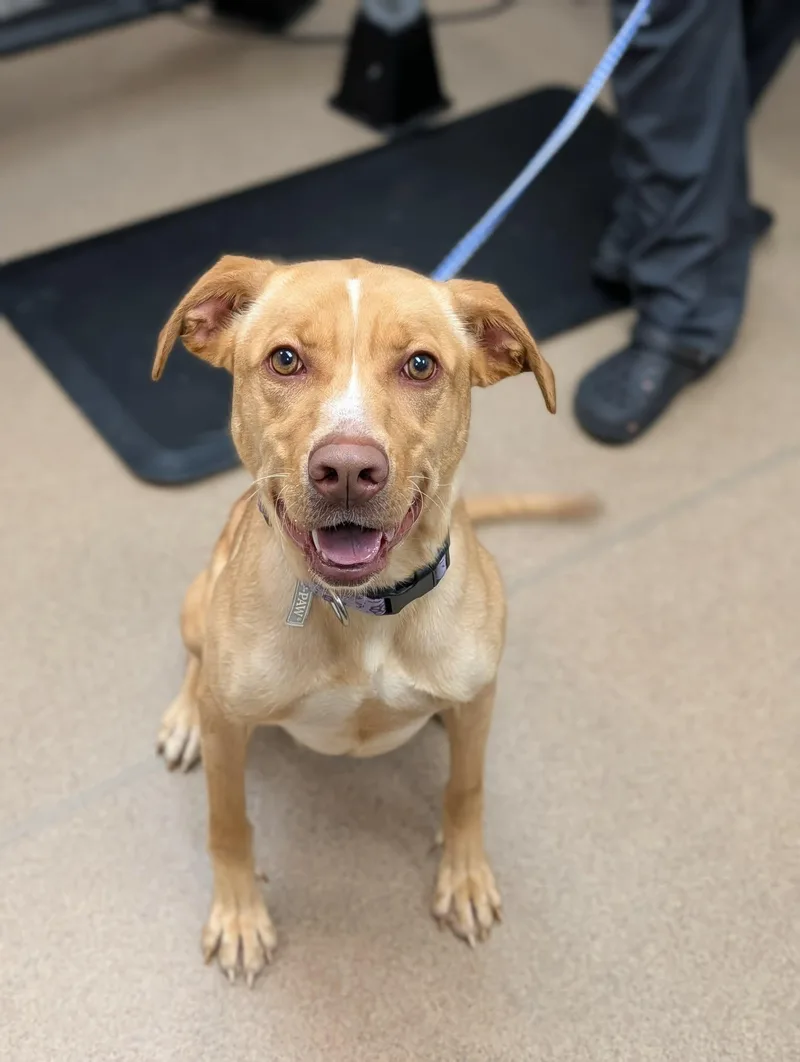 A young medium-sized female Labrador Retriever dog named Peep for adoption in Chambersburg, PA