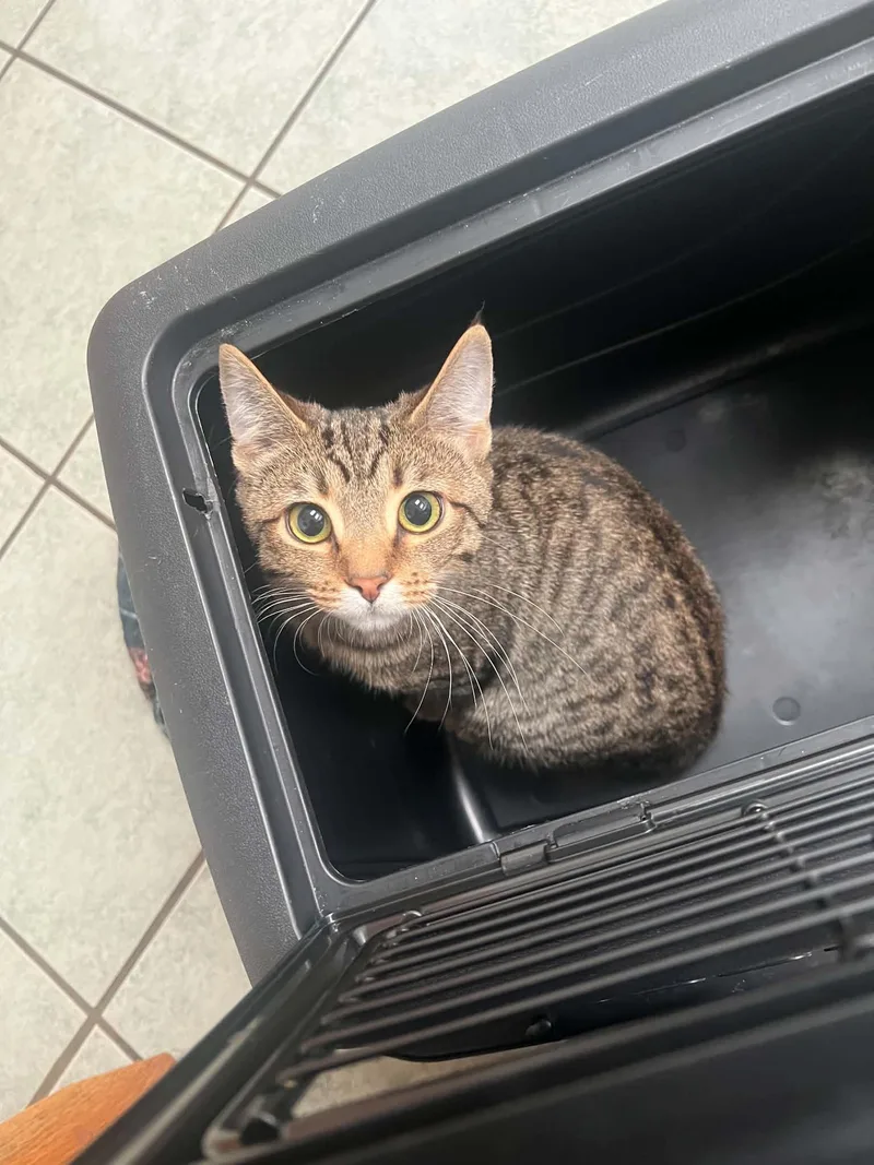 A young medium-sized female Tabby (Brown / Chocolate) Domestic Short Hair cat named Keke for adoption in Scott Depot, WV