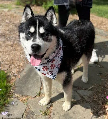 A young large-sized male Siberian Husky dog named Tumbler for adoption in Midland, VA