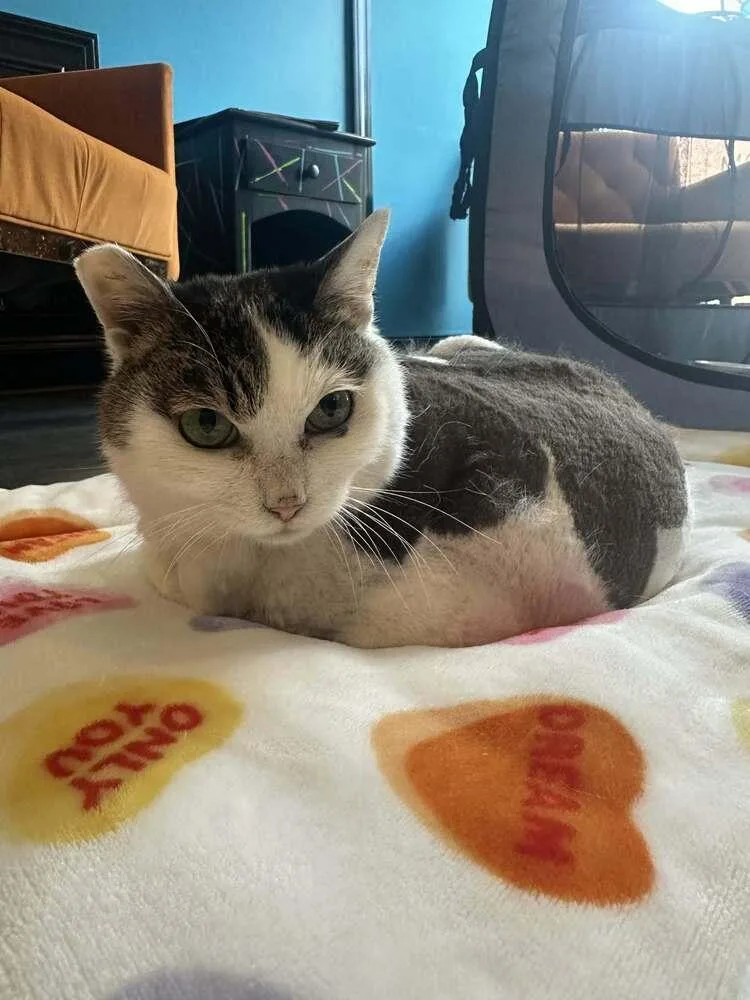 An adult small-sized female Domestic Short Hair cat named Hypatia for adoption in O'Fallon, MO