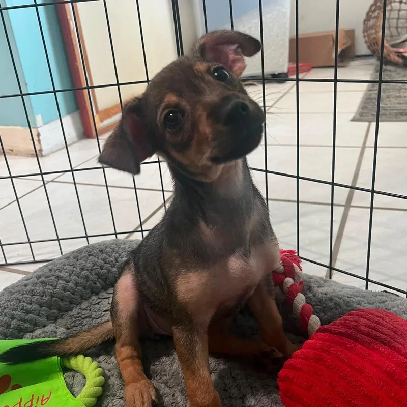 A baby small-sized female Brown / Chocolate Chihuahua dog named Cheese for adoption in Merritt Island, FL