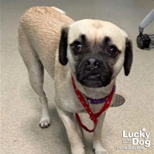 A young small-sized female Pug dog named Tina for adoption in Washington, DC
