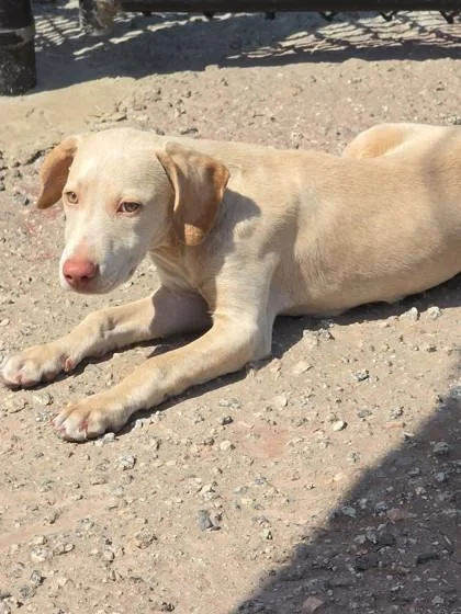 A baby medium-sized female Apricot / Beige Mixed Breed dog named Ceres for adoption in Georgetown, SC