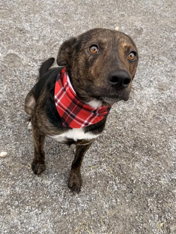 An adult large-sized male Mountain Cur dog named Estaban for adoption in Morristown, TN
