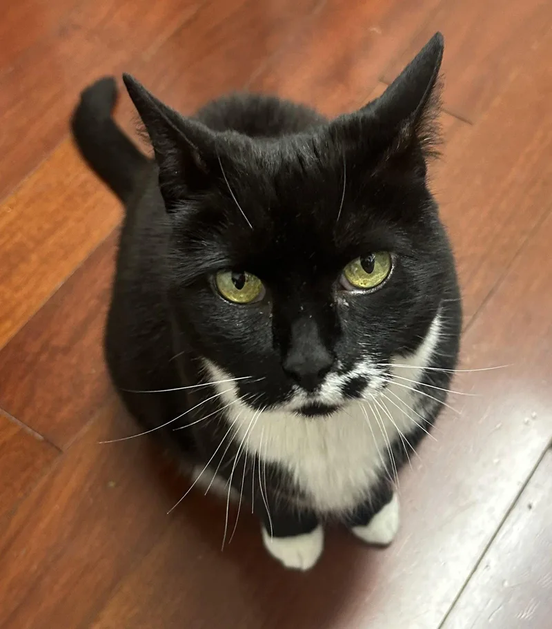 A senior medium-sized female Domestic Short Hair cat named Mu for adoption in Reston, VA