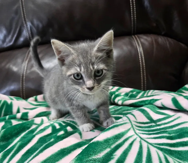 A baby medium-sized male Gray / Blue / Silver Domestic Short Hair cat named Gideon for adoption in Yardley, PA