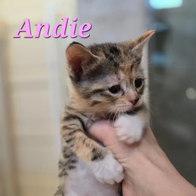 A baby small-sized female Dilute Calico American Shorthair cat named Andie for adoption in Staten Island, NY