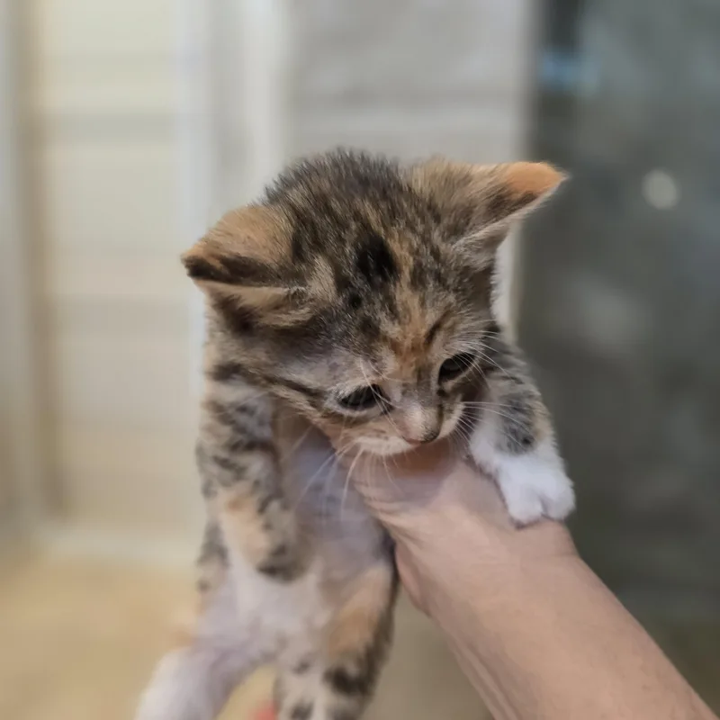 Andie thumbnail 2
