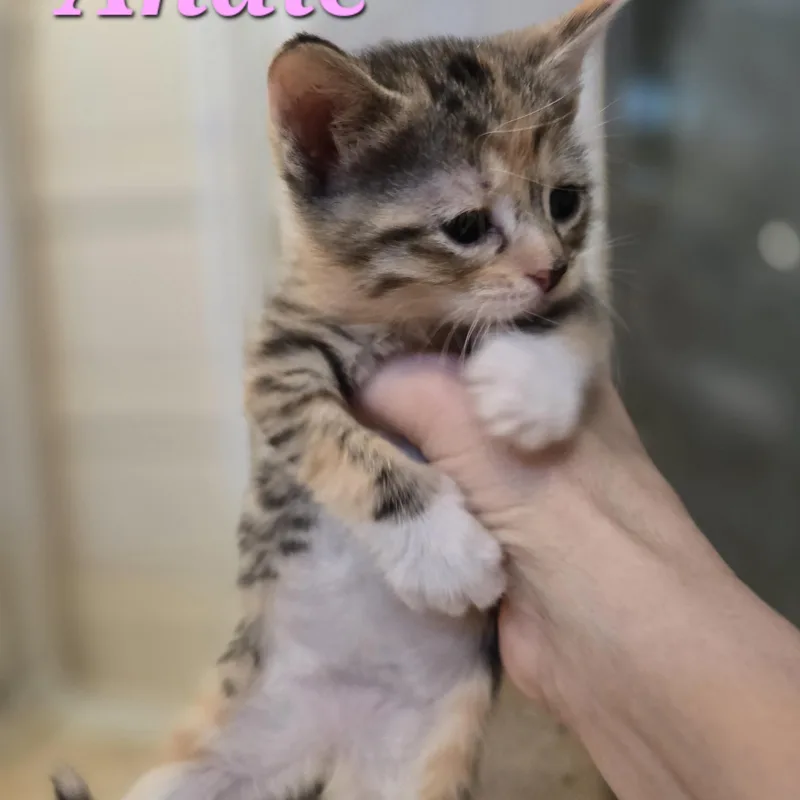 Andie thumbnail 3