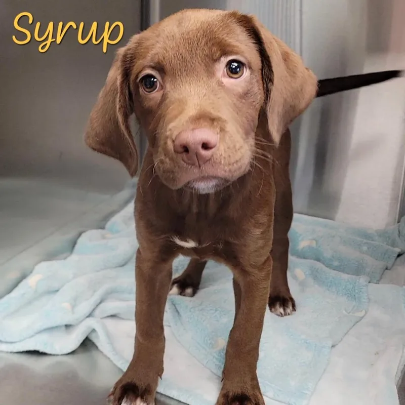 Syrup