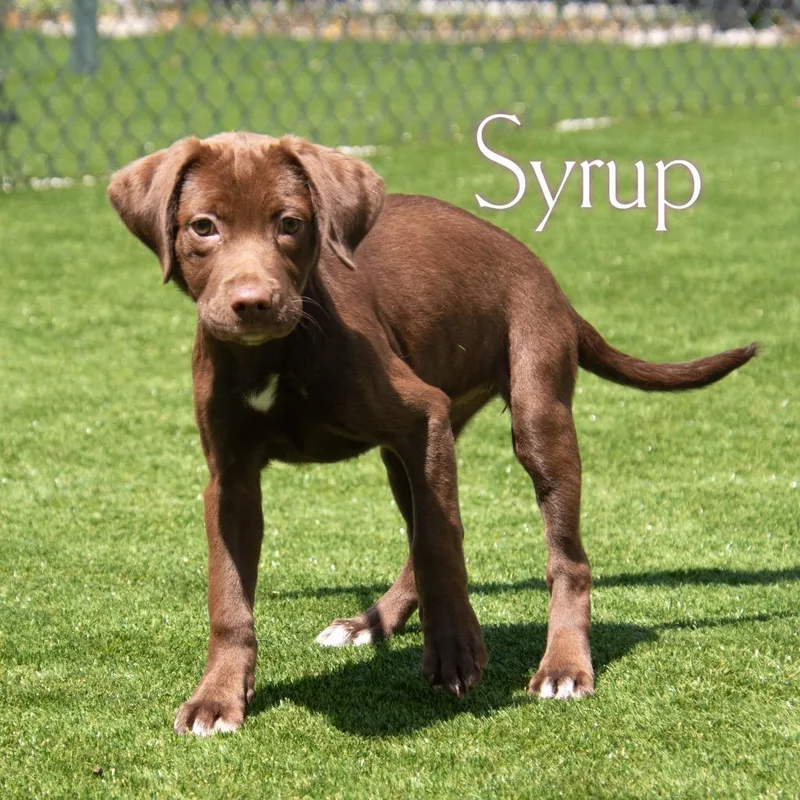 Syrup thumbnail 2