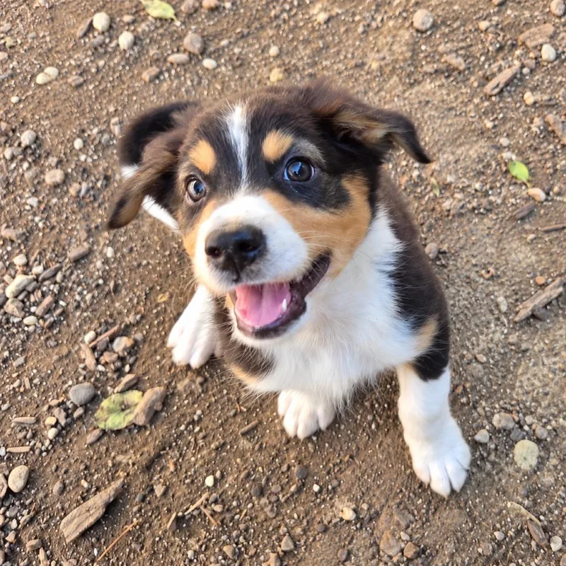 A baby small-sized male Black Australian Shepherd dog named Byron for adoption in Mundelein, IL