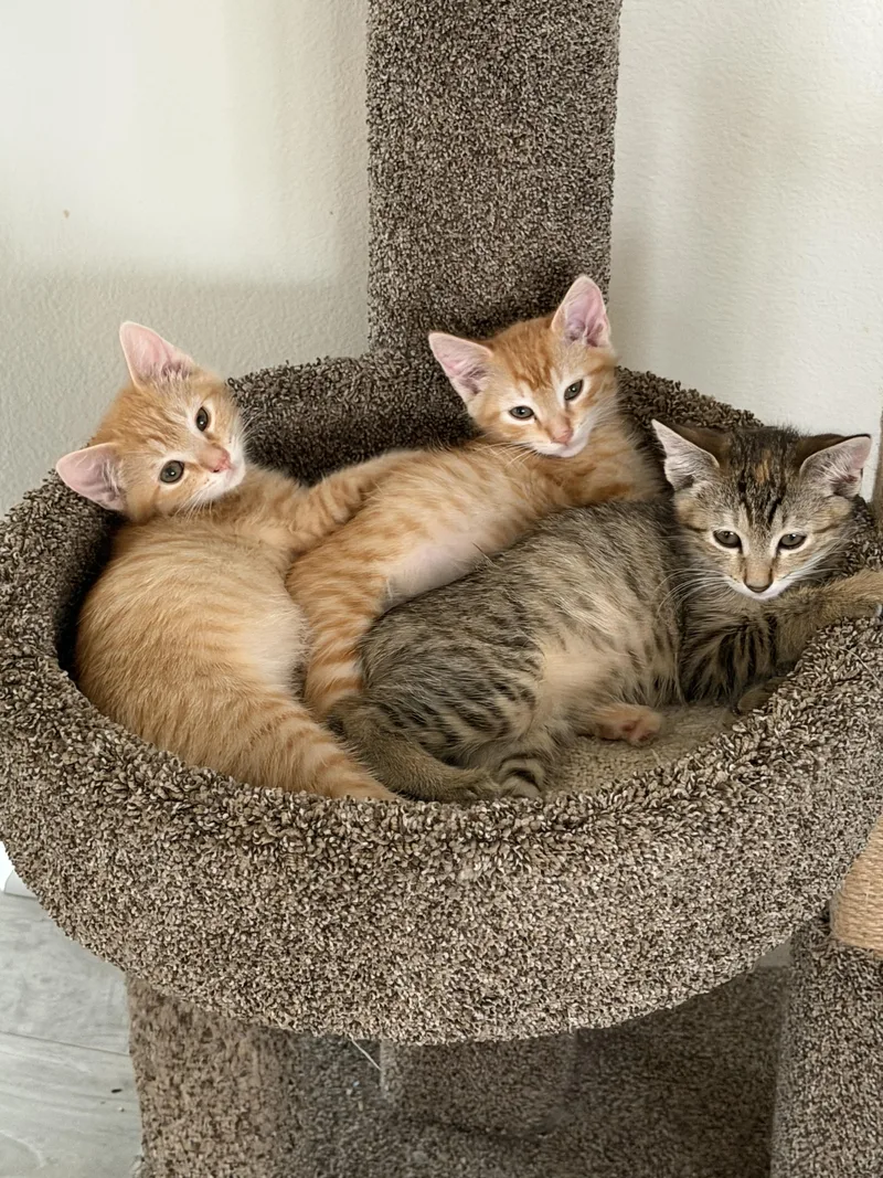 A baby medium-sized female Tabby (Brown / Chocolate) Tabby cat named Stormy for adoption in Oakley, CA