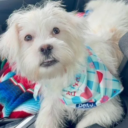 A young small-sized male White / Cream Shih Tzu dog named Milo for adoption in O'Fallon, MO