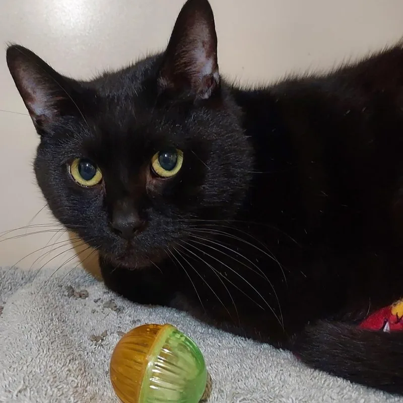 An adult large-sized male Black Domestic Short Hair cat named Otis for adoption in Dayton, OH