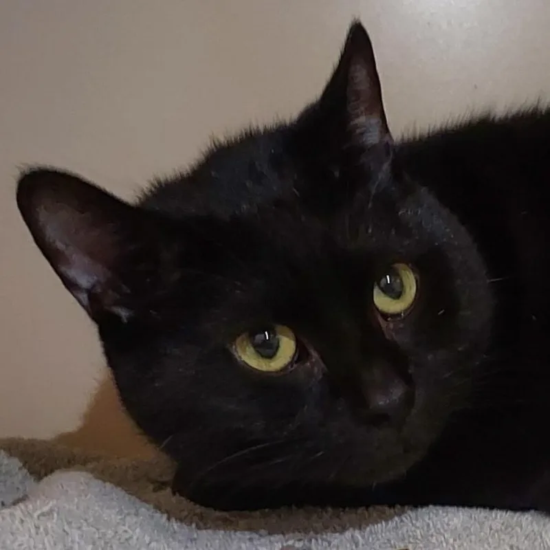Otis thumbnail 3