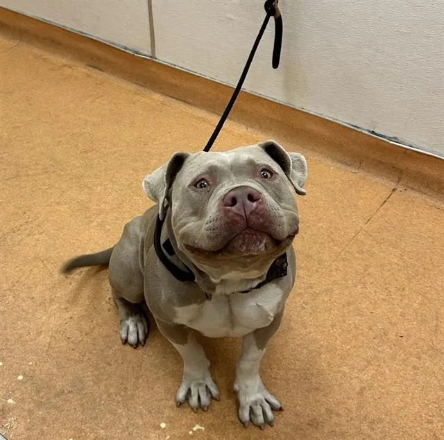 An adult large-sized male Pit Bull Terrier dog named Mugsy for adoption in Martinez, CA