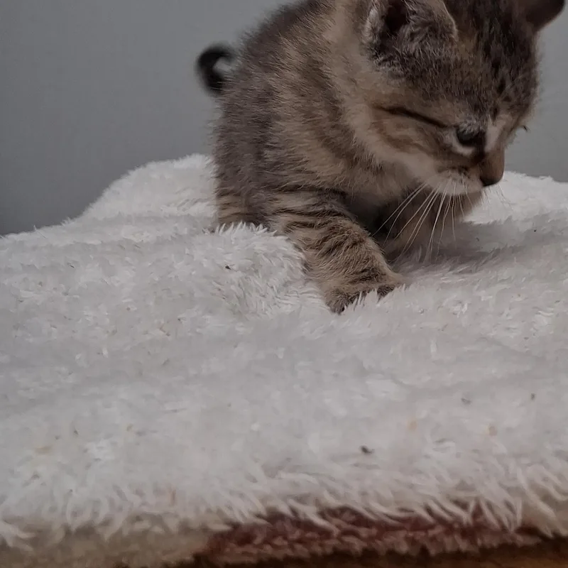 A baby medium-sized female Tabby (Buff / Tan / Fawn) Domestic Short Hair cat named Praline for adoption in Charleston, SC