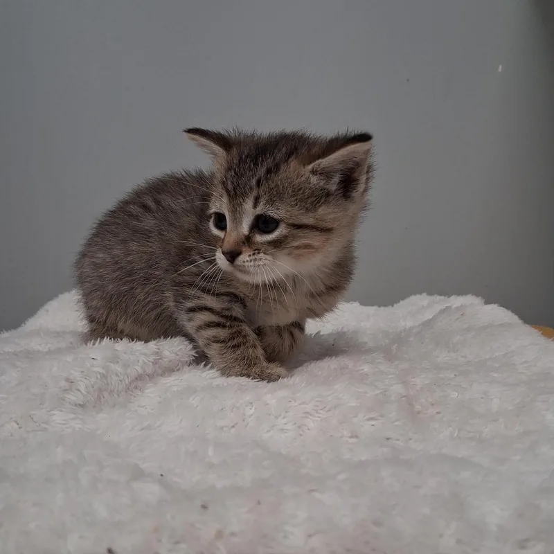 Praline thumbnail 4