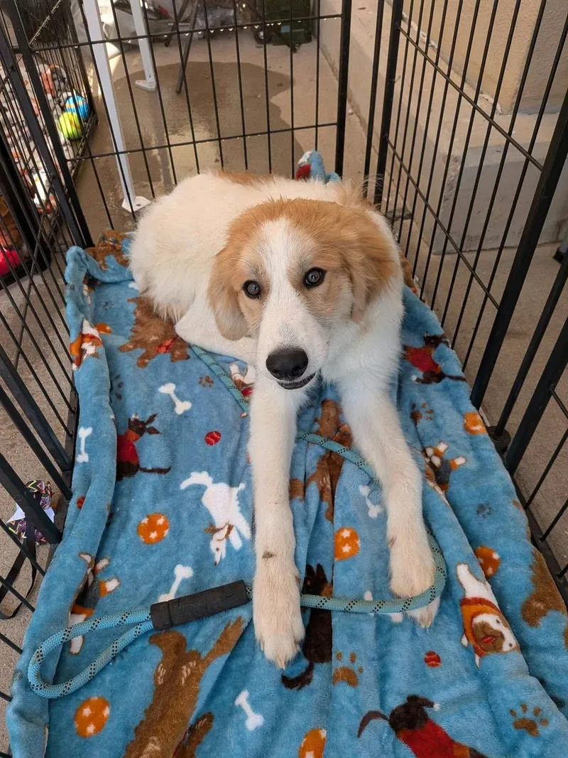 A young extra large-sized male Great Pyrenees dog named Chris for adoption in Wichita Falls, TX