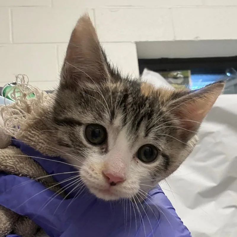 A baby small-sized female Tortoiseshell Domestic Short Hair cat named Daffodil for adoption in League City, TX
