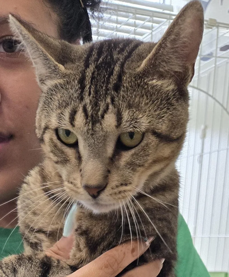 An adult medium-sized male Tabby (Brown / Chocolate) Domestic Short Hair cat named Marine for adoption in Mokena, IL
