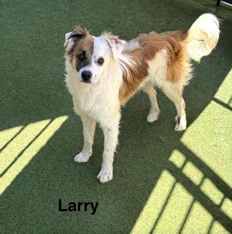 A young small-sized male Australian Shepherd dog named Larry for adoption in Allen, TX