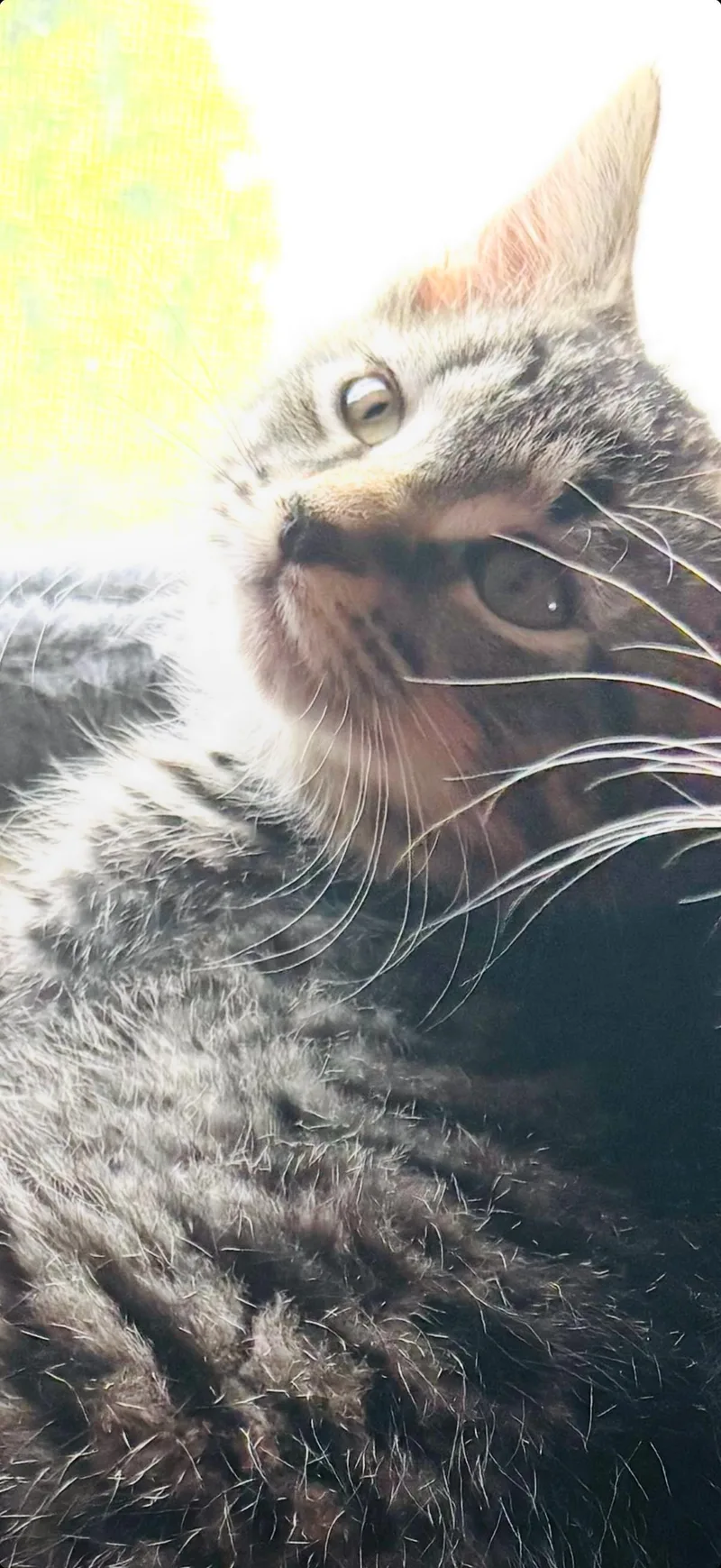 A baby medium-sized male Tabby (Brown / Chocolate) Domestic Short Hair cat named Shaggy for adoption in Melrose, MA