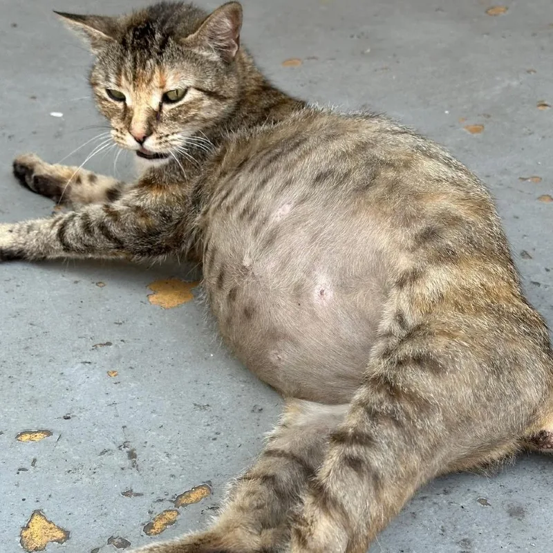A young small-sized female Gray / Blue / Silver Domestic Short Hair cat named Eliza Hamilton for adoption in Brooklyn, NY