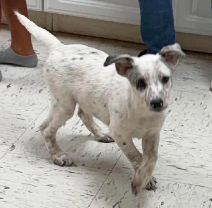 A baby medium-sized male Mixed Breed dog named Will HERE IN NH for adoption in Northwood, NH