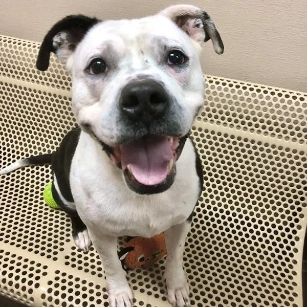 King Ferdinand thumbnail 2