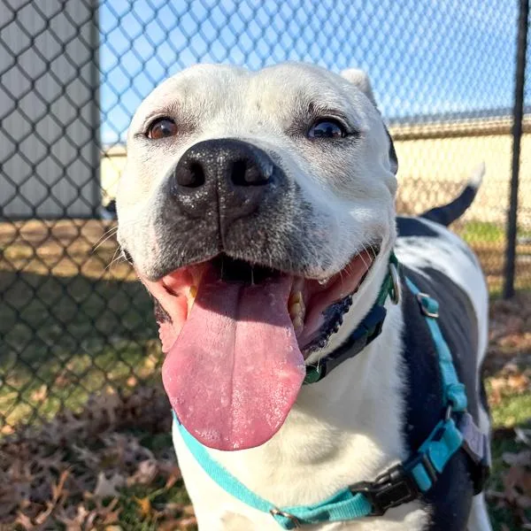 King Ferdinand thumbnail 3