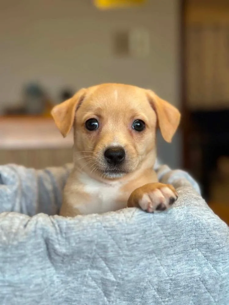 A baby small-sized female Chihuahua dog named Wink for adoption in Shawnee, OK