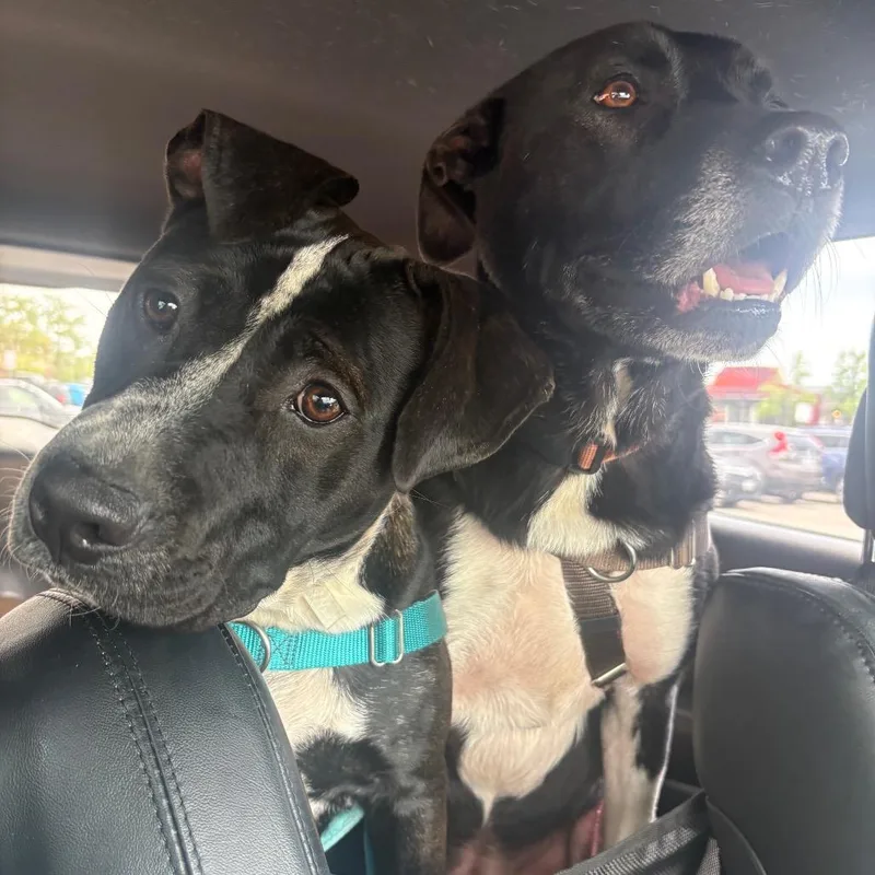 A young large-sized female Brindle Pit Bull Terrier dog named Snoopy for adoption in Fairfax Station, VA
